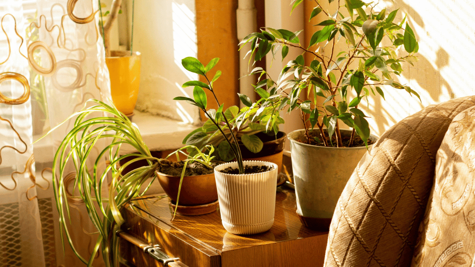 You are currently viewing Comment rempoter une plante d’intérieur ? Astuces simples pour la garder en bonne santé