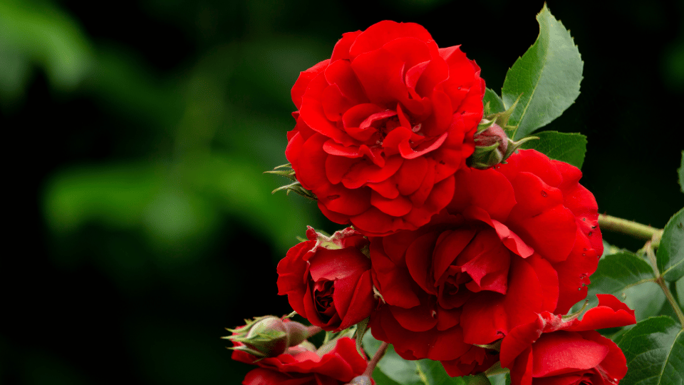 You are currently viewing Comment tailler un rosier ? Techniques pour une floraison généreuse