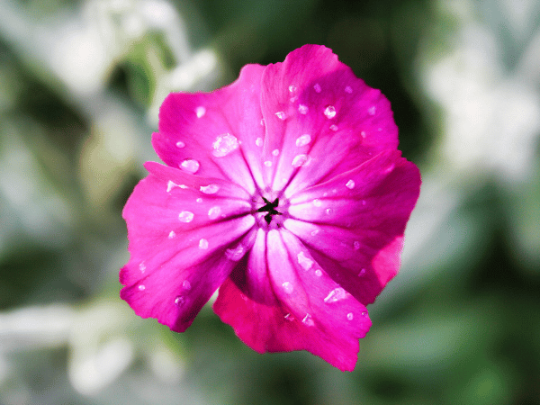 Coquelourde des jardins