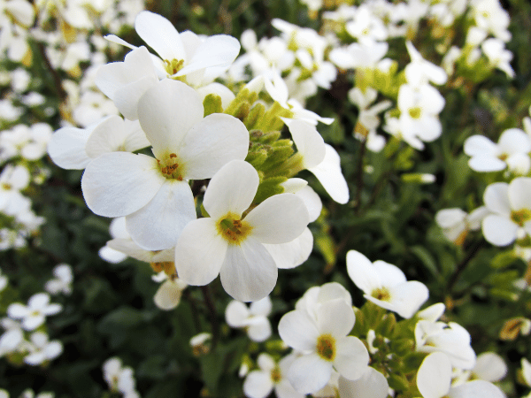 Corbeille d&rsquo;argent