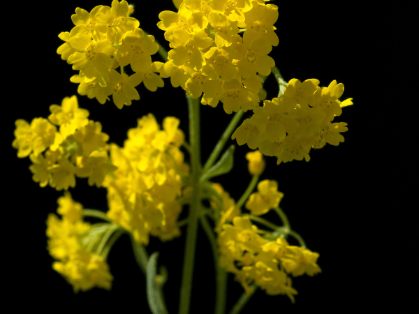 Corbeille d&rsquo;or