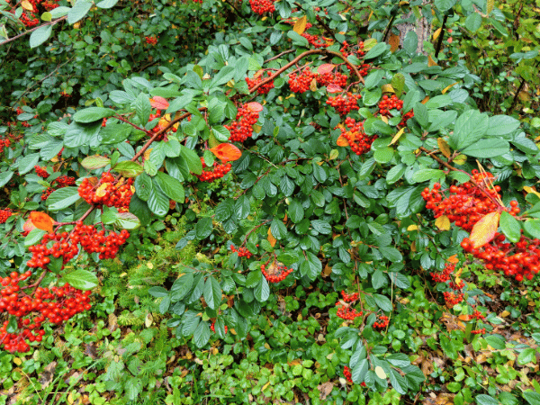 Cotoneaster laiteux, Cotonéaster lacté