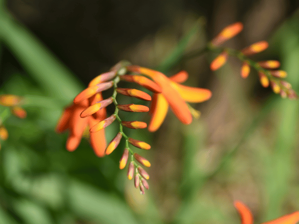 Crocosmia, Montbrétia