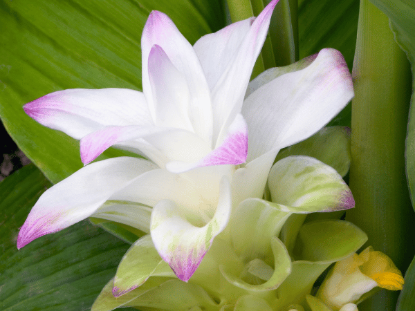 Curcuma