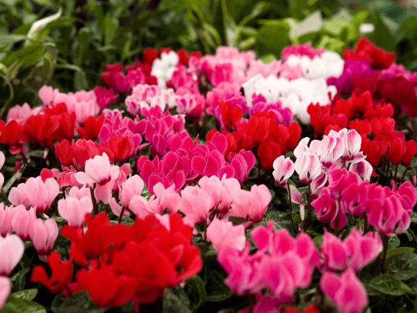 Cyclamen