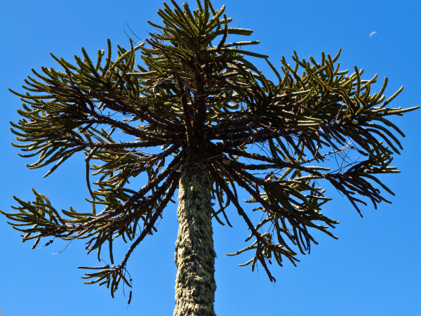 Désespoir des singes, Araucaria