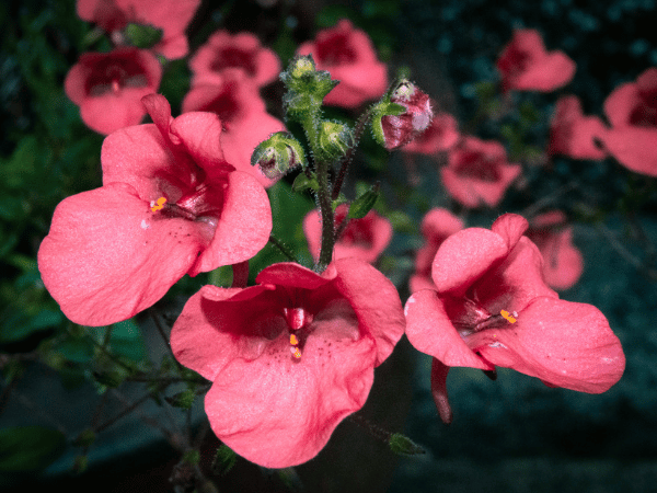 Diascia