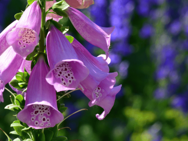 Digitale, Gant de Notre-Dame