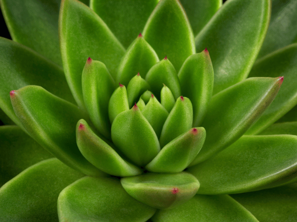 Echeveria, Rosette de pierre
