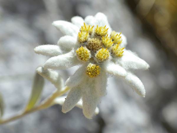 Edelweiss