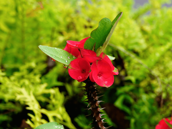 Épine du Christ, Couronne d&rsquo;épines
