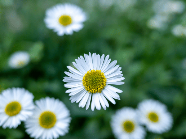 Erigeron, Vergerette