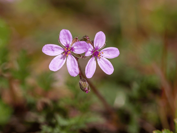 Érodium, Bec de grue