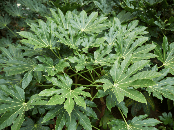 Fatsia du Japon, Aralia du Japon