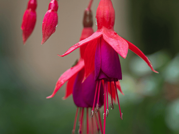 Fuchsia vivace