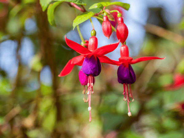 Fuchsia