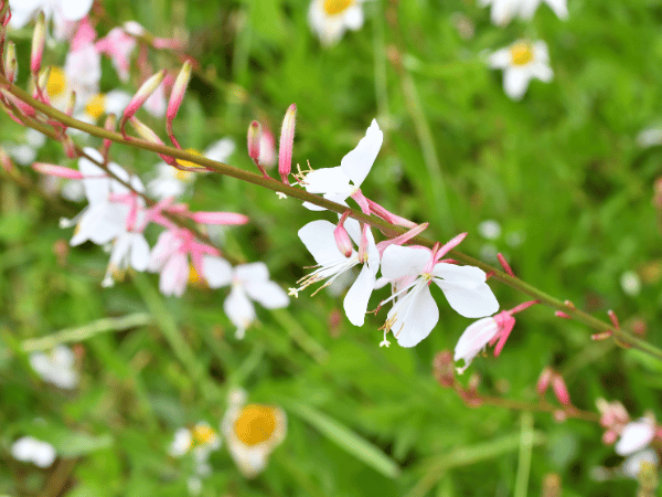 Gaura, Fleur de papillon