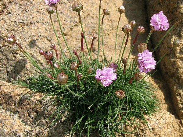 Gazon d&rsquo;Espagne, Armérie maritime