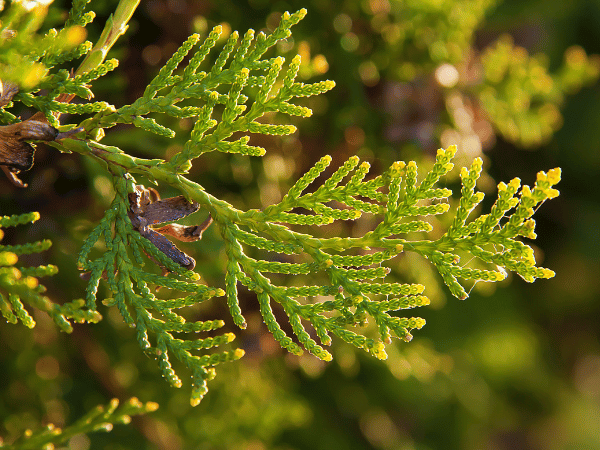 Genévrier, Juniperus