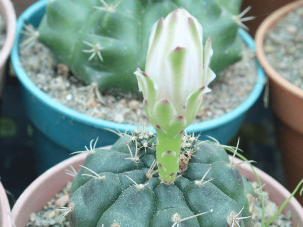 Gymnocalycium, Cactus menton de gymnaste