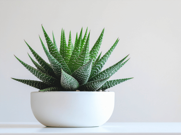Haworthia, Haworthie