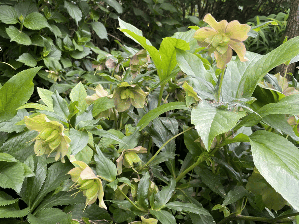 Hellébore, Rose de Noël , Rose de Carême