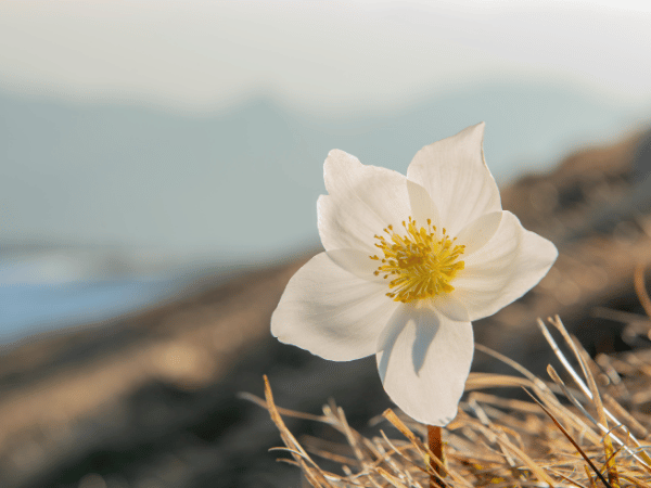 Hellébore, Rose de Noël , Rose de Carême