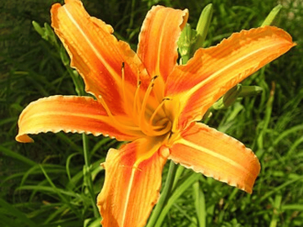 Hémérocalle, Lis d&rsquo;un jour