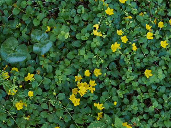 Herbe aux écus, Lysimaque nummulaire