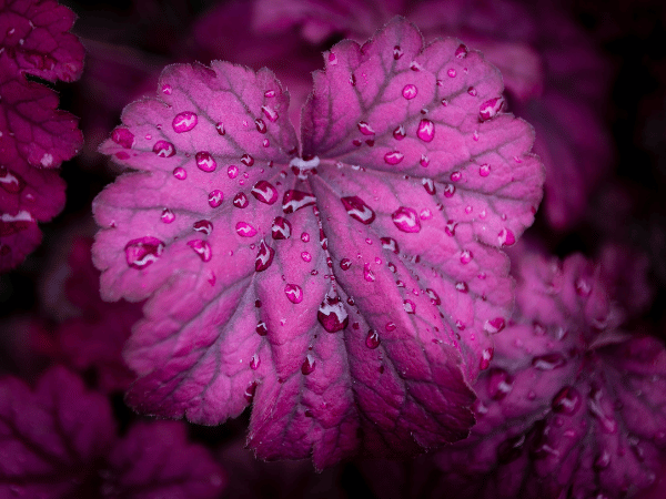 Heuchère, Désespoir du peintre