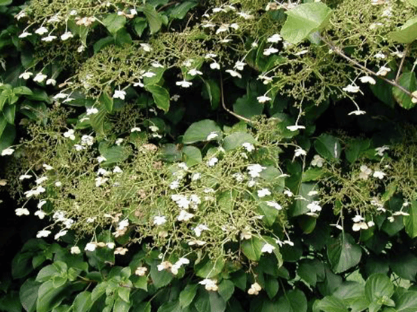 Hortensia grimpant