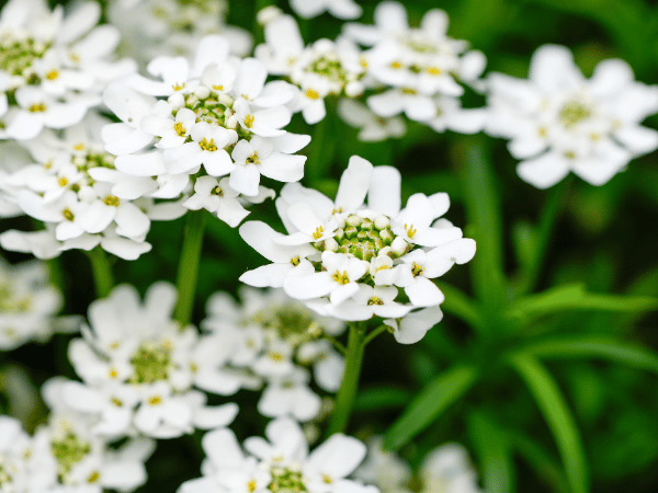 Ibéris, Thlaspi, Corbeille d&rsquo;argent