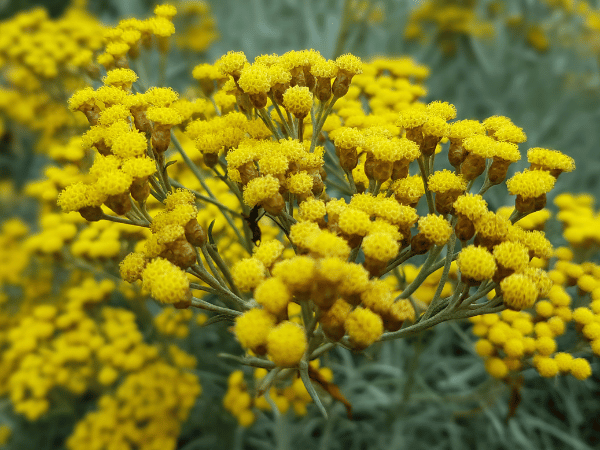 Immortelle curry, Plante curry