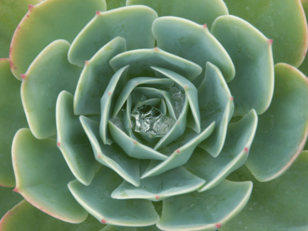 Joubarbe, Artichaut de jardin, Joubarbe des toits