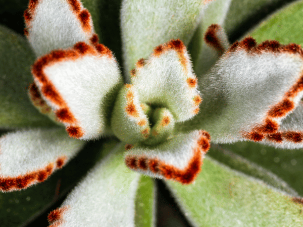 Kalanchoe oreille de chat, Plante panda