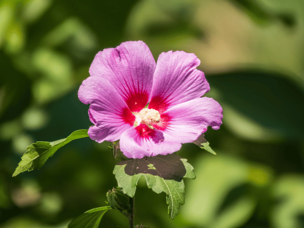 Ketmie, Hibiscus