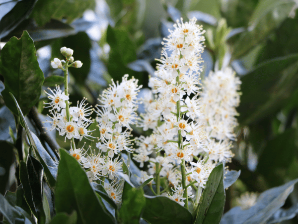 Laurier-cerise, Laurier de Prusse, Prunus laurocerasus