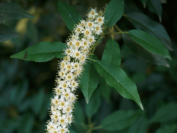 Laurier du Portugal, Prunus lusitanica