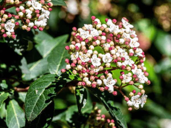 Laurier-tin, Viorne tin