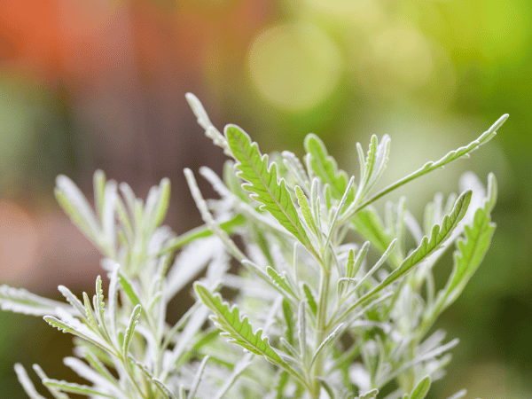 Lavande Goodwin Creek Grey