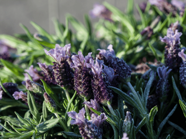 Lavande papillon, Lavande stoechade