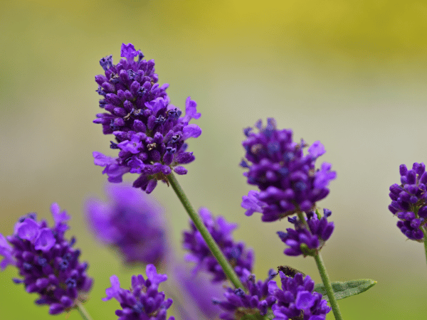 Lavande vraie, Lavande officinale