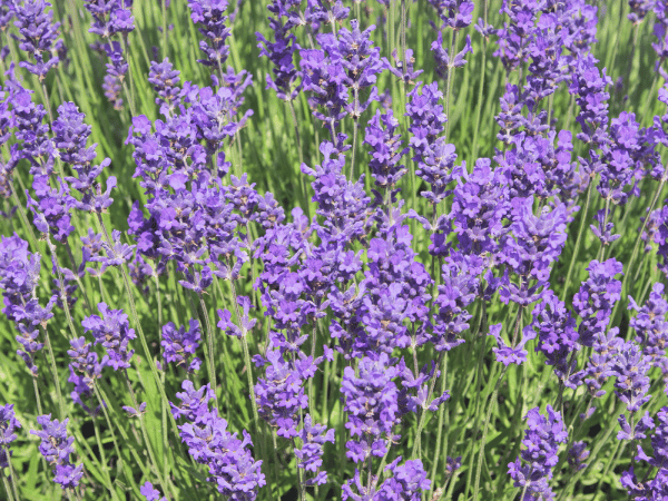 Lavandin Grosso