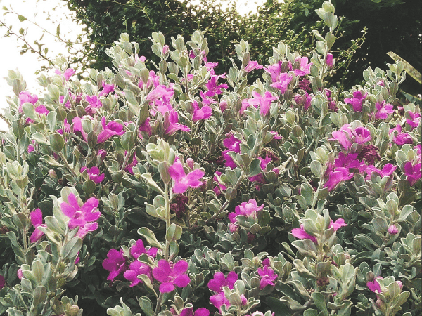 Leucophyllum, Sauge du Texas