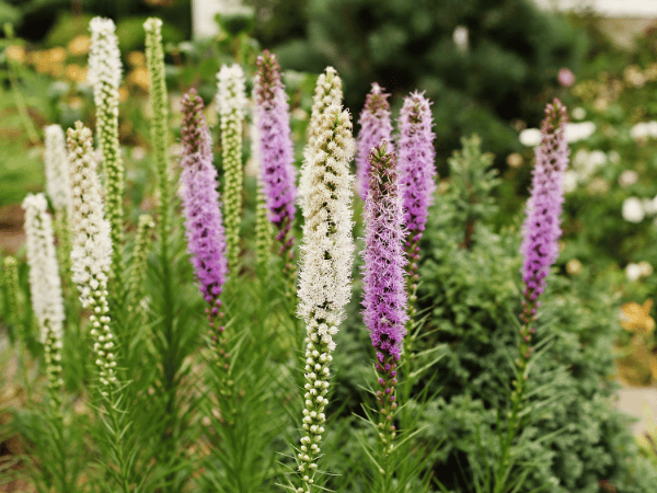 Liatris, Plume du Kansas