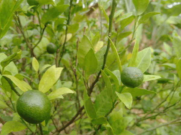 Lime, Citron vert