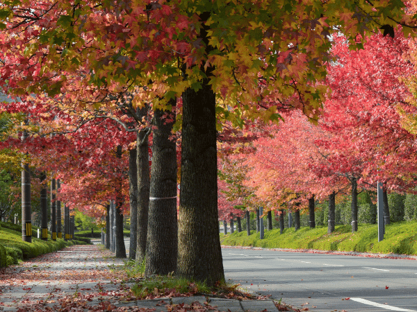 Liquidambar, Copalme d&rsquo;Amérique