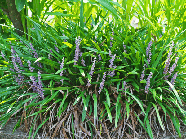 Liriope, Herbe de la Saint-Jean
