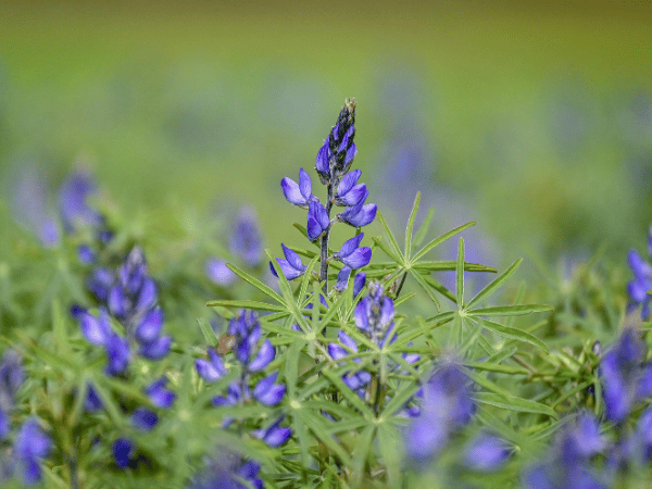 Lupin