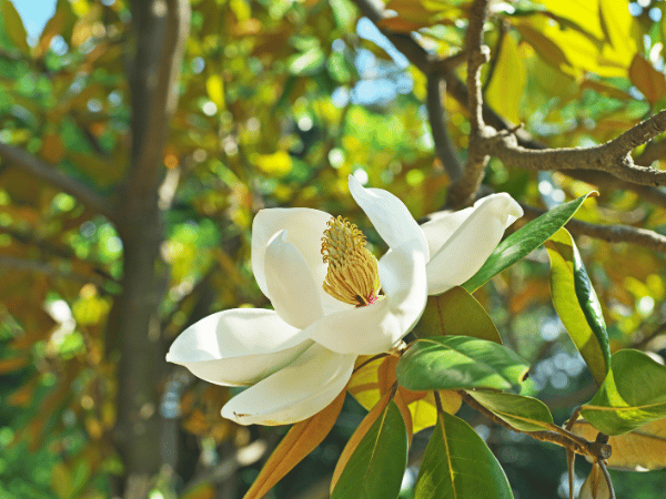 Magnolia
